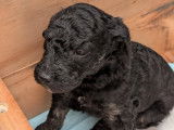Chiots Aussiedoodle &agrave; vendre