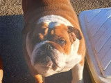 1 chienne Bulldog Anglais LOF &agrave; vendre