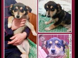 Chiot femelle de 4 mois en attente d’une famille
