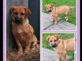 En attente d'adoption, chiot femelle de 6 mois