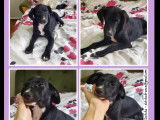 Adoption disponible : chiot femelle de 3 mois