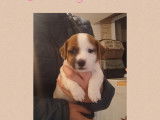 Chiots Jack Russell à vendre