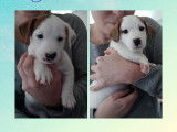 Chiots Jack Russell à vendre