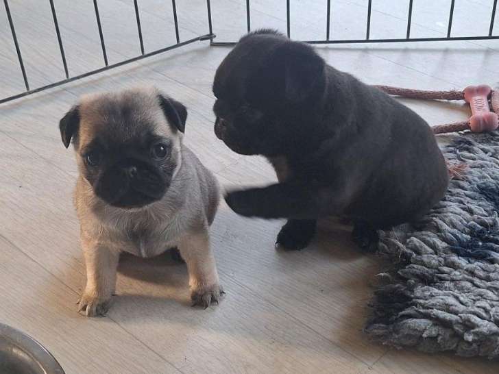 Chiots Carlin LOF à vendre