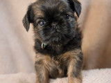 Chiots Griffon Bruxellois LOF à vendre