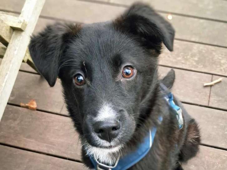 Noa, jeune chien noir à adopter en association