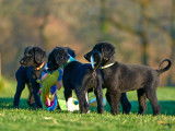 Magnifiques et rares chiots lévriers Taigan disponibles de suite