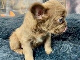 Chiots Bouledogue Français fluffy disponibles