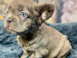 Chiots Bouledogue Français fluffy disponibles