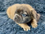 Chiots Bouledogue Français fluffy disponibles