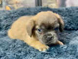 Chiots Bouledogue Français fluffy disponibles
