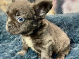 Chiots Bouledogue Français fluffy disponibles