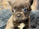 Chiots Bouledogue Français fluffy disponibles