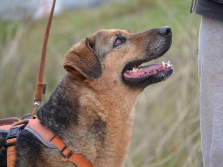 Laika, femelle Berger Allemand parfaite de 2 ans à adopter en association