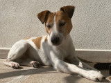 Lucky, Jack Russell au cœur tendre, disponible pour saillie