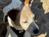 Lucky, Jack Russell au cœur tendre, disponible pour saillie