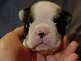Chiots Bouledogue Français LOF à vendre