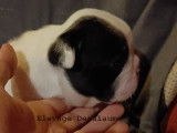 Chiots Bouledogue Français LOF à vendre