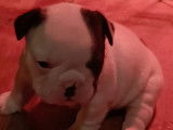 Chiots Bouledogue Français LOF à vendre