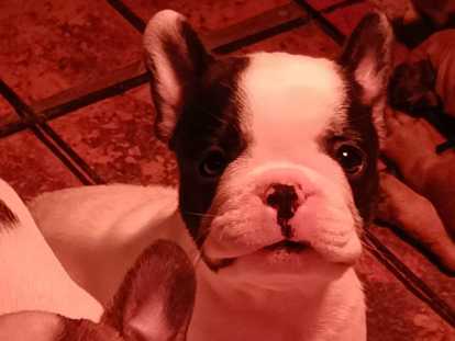 Chiots Bouledogue Français LOF à vendre