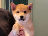 Chiot Shiba Inu à vendre