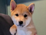 Chiot Shiba Inu à vendre
