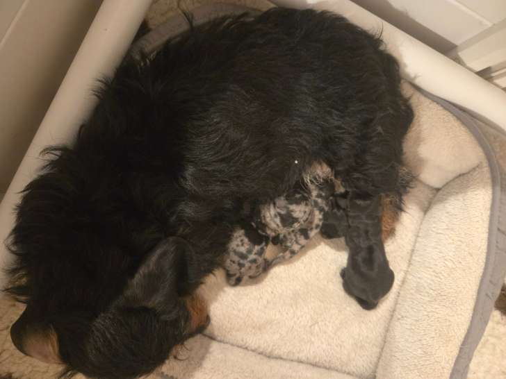 Chiots Teckel Kaninchen à vendre