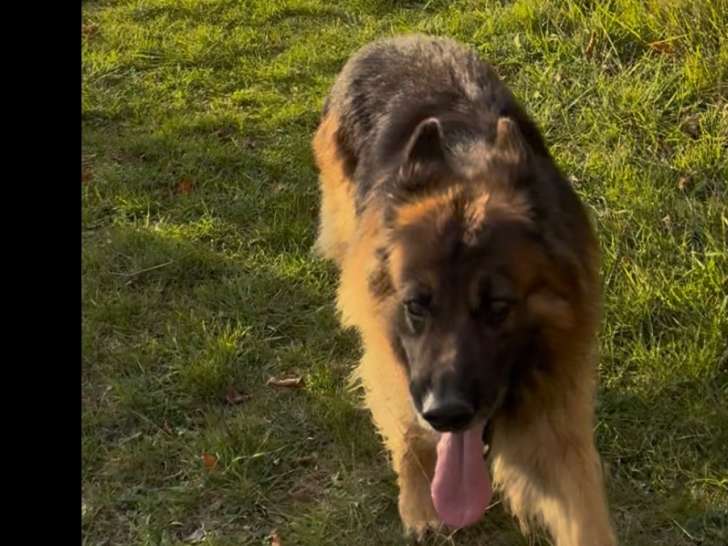 Mâle Berger Allemand pour saillie