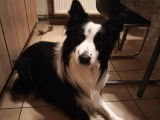 Chien Border Collie à donner