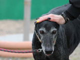 Vanilly, Galgo noir le plus doux à adopter en association