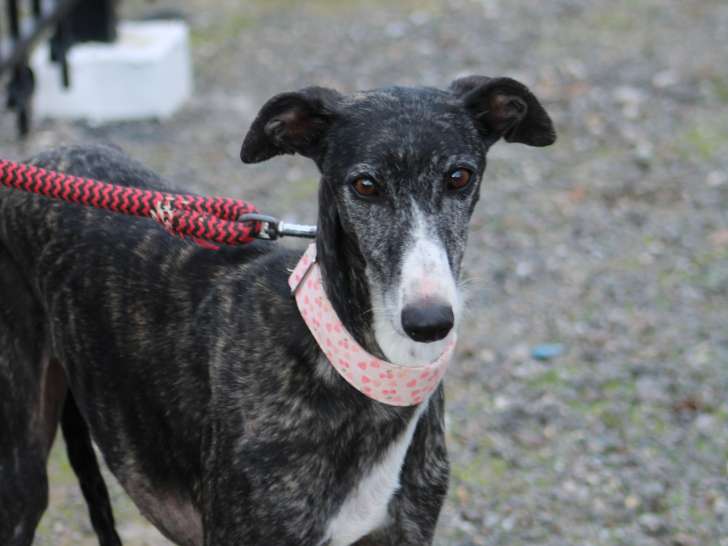 Ukrania, petite Galga très câline à adopter en association