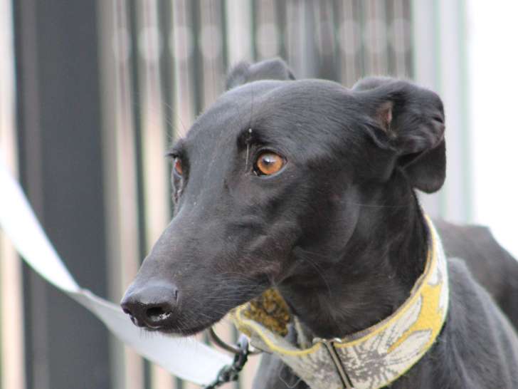 Puma, femelle Galgo noire à adopter en association