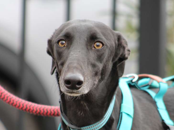 Multao, Galgo très gentil et joueur à adopter en association