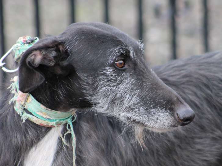 Lagun, jeune Galgo calme et doux à adopter en association