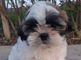 Magnifiques chiots Shih Tzu à vendre