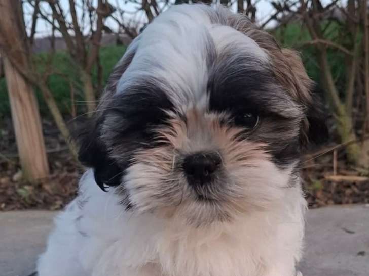 Magnifiques chiots Shih Tzu à vendre