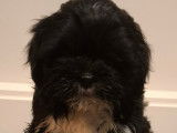 Magnifiques chiots Shih Tzu à vendre