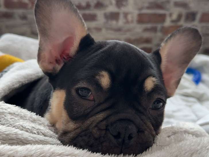 Chiot American Bully à vendre