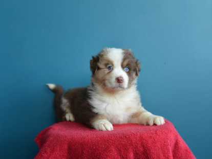 Chiots Berger Australien avec pedigree à vendre