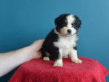 Chiots Berger Australien avec pedigree à vendre