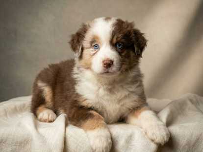 Chiots Berger Australien avec pedigree à vendre