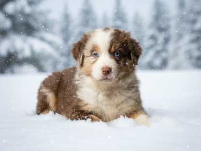 Chiots Berger Australien avec pedigree à vendre