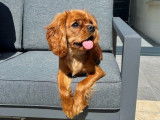 Mâle Cavalier King Charles LOF disponible pour saillie