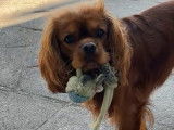 Mâle Cavalier King Charles LOF disponible pour saillie