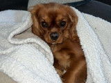 Mâle Cavalier King Charles LOF disponible pour saillie