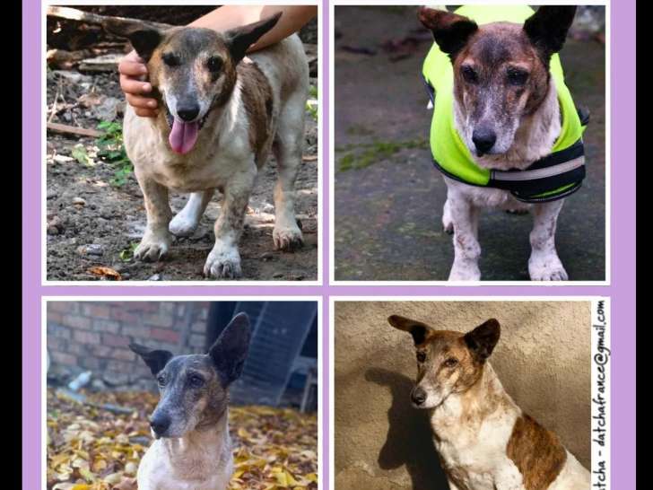 À adopter : chienne marron et blanche