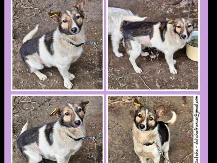 Prête pour l’adoption : chienne tricolore
