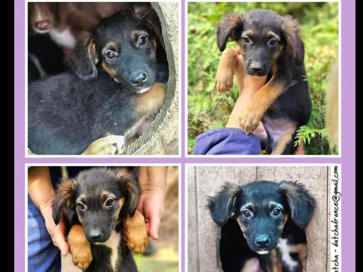 À accueillir : chiot mâle de 7 mois