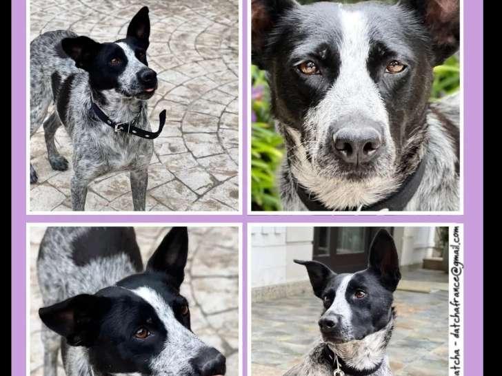 Adoption disponible : chienne noire et blanche