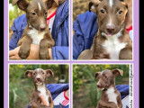 Chiot mâle marron et blanc disponible à l’adoption